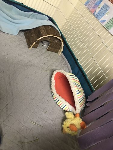 Customer photo review of GuineaDad Liner- Full Sizes with Pockets
