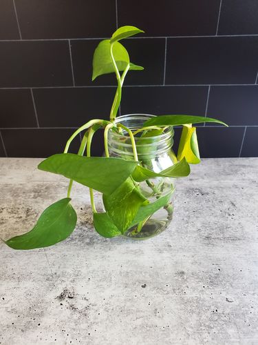 Customer photo review of Dark Tile™