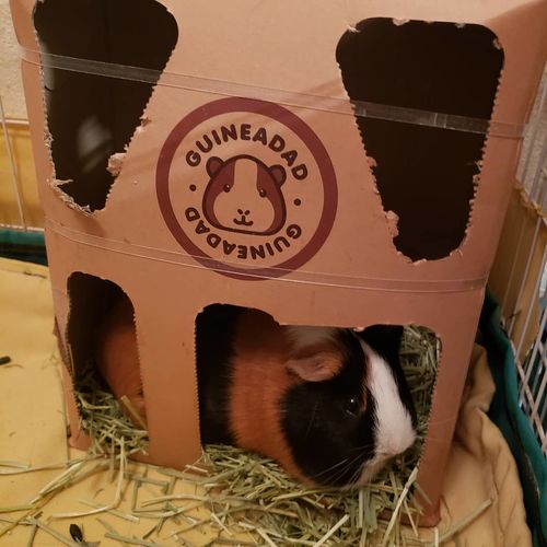 Customer photo review of GuineaDad Nourish Series - Timothy Hay (3 Pack)