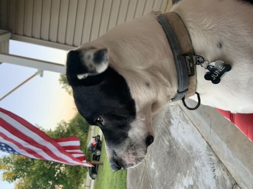 Customer photo review of Aunt Lyn’s Welcome Doggie Sampler