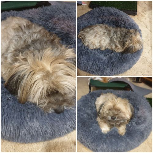 Cozy Pets Reviews 122 Reviews