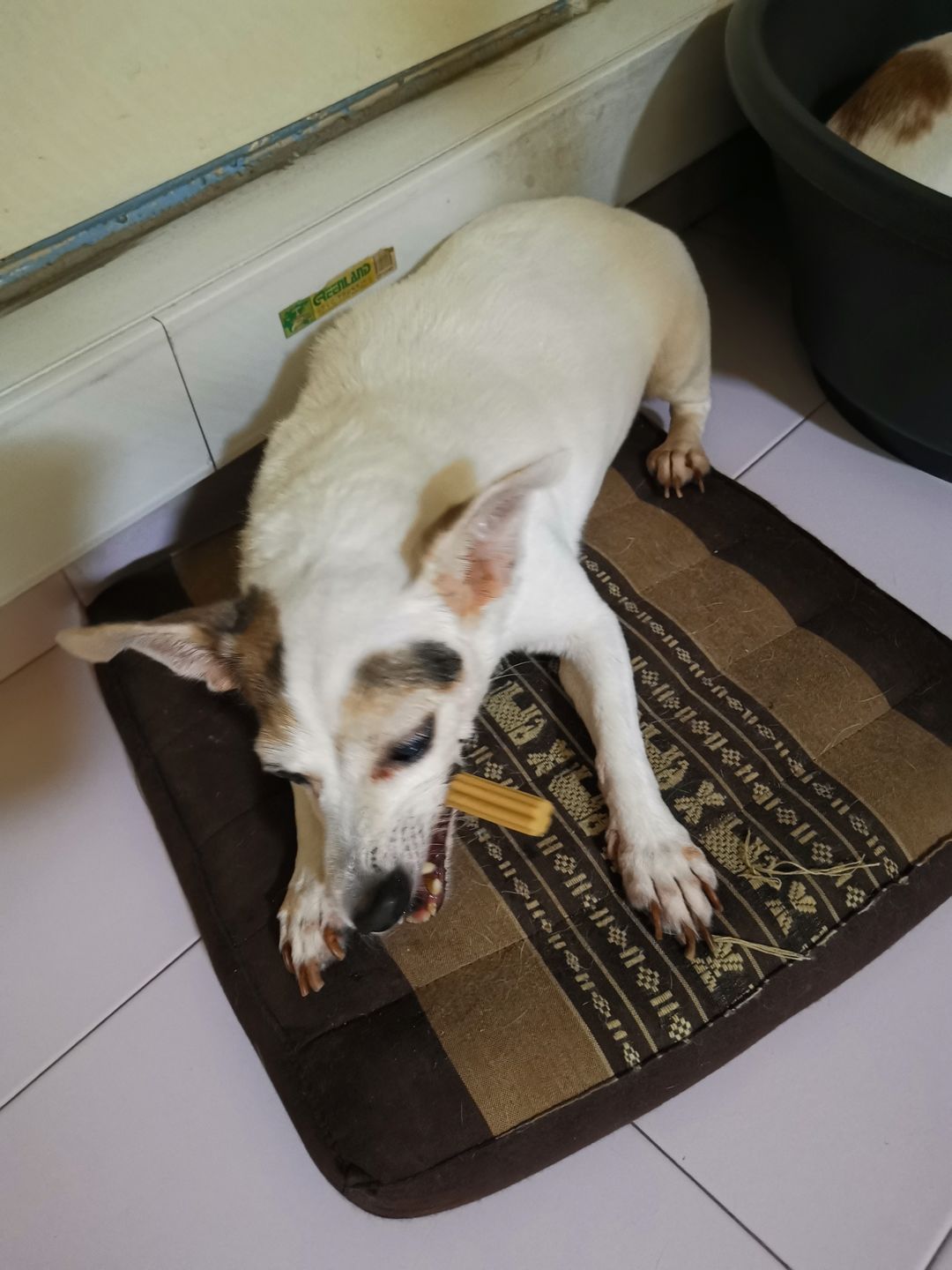 Customer photo review of arrr Dental Chew