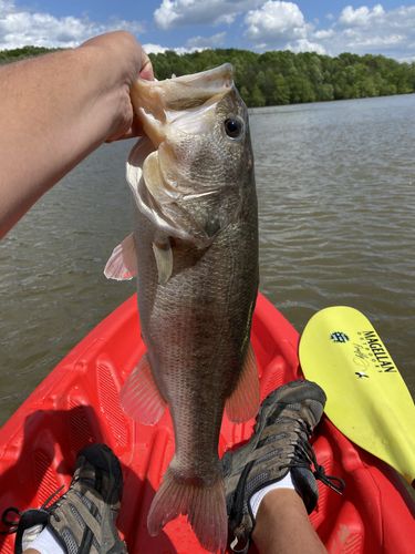 Customer photo review of Headbanger RockerHead 3-pack