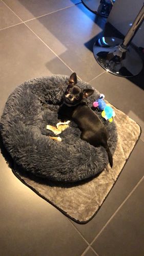 Customer photo review of Lit Apaisant Comfy® |  Pour Chien et Chat