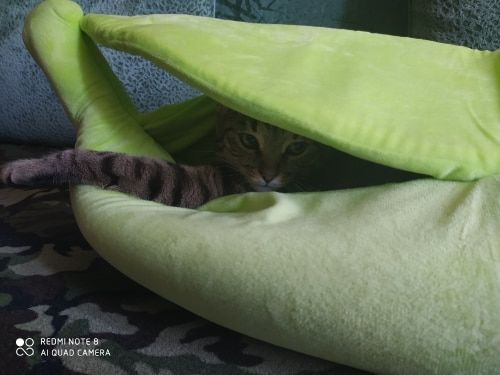 Customer photo review of BANANA CAT BED HOUSE