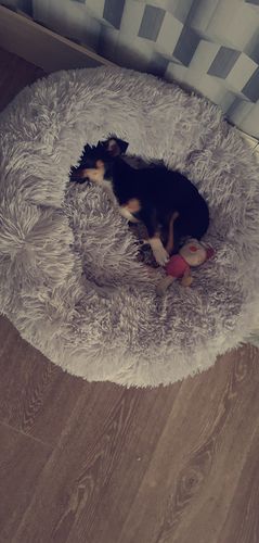 Customer photo review of Lit Apaisant Comfy® |  Pour Chien et Chat