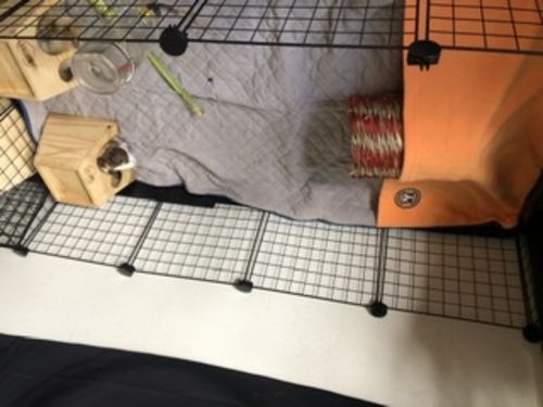 Customer photo review of GuineaDad Liner- Full Sizes with Pockets