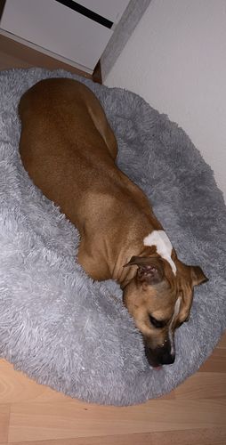 Customer photo review of Lit Apaisant Comfy® |  Pour Chien et Chat