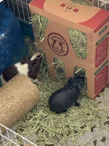 Customer photo review of GuineaDad Nourish Series - Timothy Hay (3 Pack)
