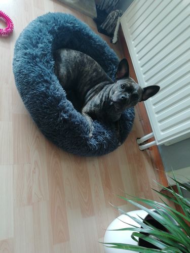 Customer photo review of Lit Apaisant Comfy® |  Pour Chien et Chat
