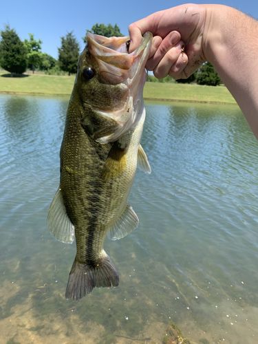 Customer photo review of Headbanger RockerHead 3-pack