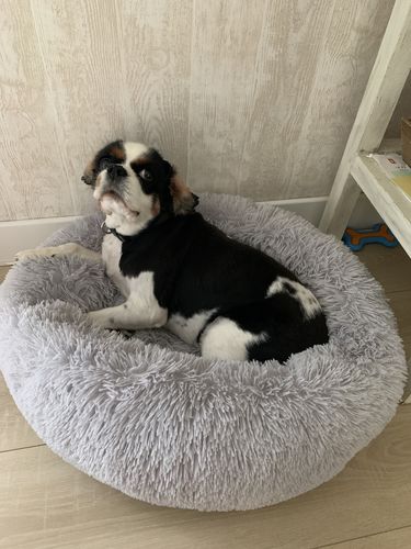 Customer photo review of Lit Apaisant Comfy® |  Pour Chien et Chat