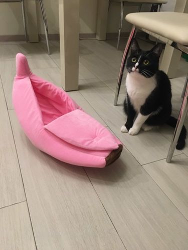 Customer photo review of BANANA CAT BED HOUSE
