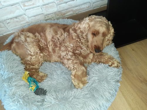 Customer photo review of Lit Apaisant Comfy® |  Pour Chien et Chat