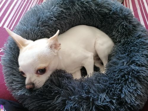 Customer photo review of Lit Apaisant Comfy® |  Pour Chien et Chat
