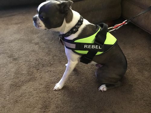 Customer photo review of Lifetime Warranty Personalized NO PULL Dog Harness (FREE Shipping)