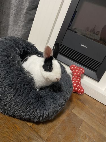 Customer photo review of Lit Apaisant Comfy® |  Pour Chien et Chat