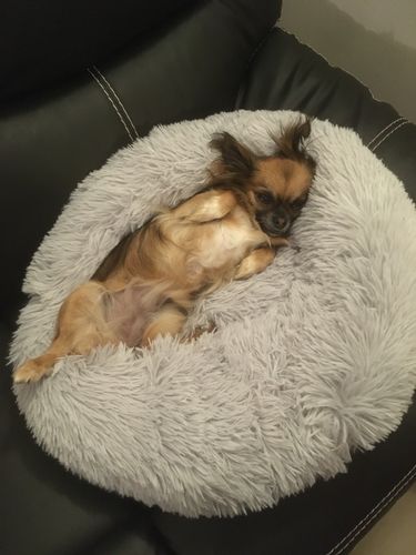 Customer photo review of Lit Apaisant Comfy® |  Pour Chien et Chat