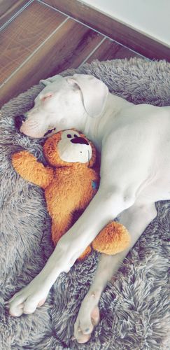 Customer photo review of Lit Apaisant Comfy® |  Pour Chien et Chat