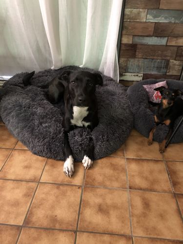 Customer photo review of Lit Apaisant Comfy® |  Pour Chien et Chat