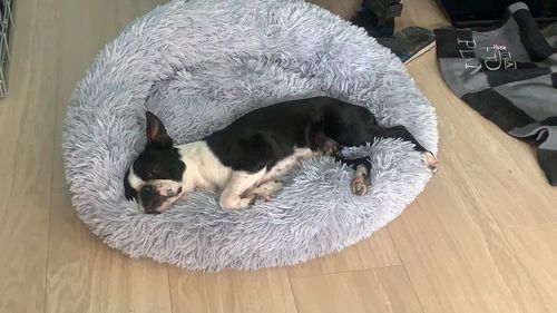 Customer photo review of Lit Apaisant Comfy® |  Pour Chien et Chat