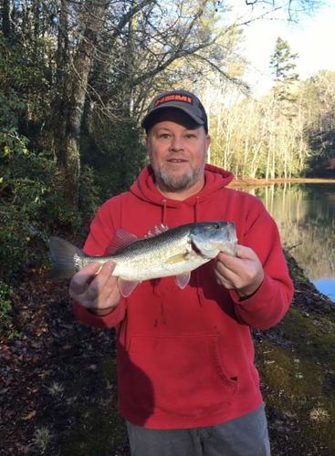 Customer photo review of Headbanger RockerHead 3-pack