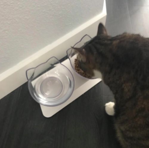 Customer photo review of The PurrrBowl™