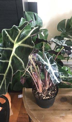 Customer photo review of Medium Alocasia Polly