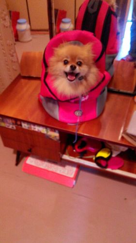 Customer photo review of Dog-Pack© - Der perfekte Hunderucksack