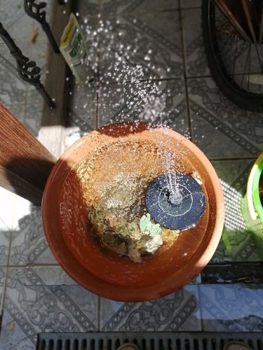 Customer photo review of Automatic Solar Fountain
