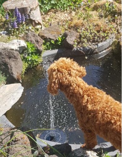 Customer photo review of Automatic Solar Fountain