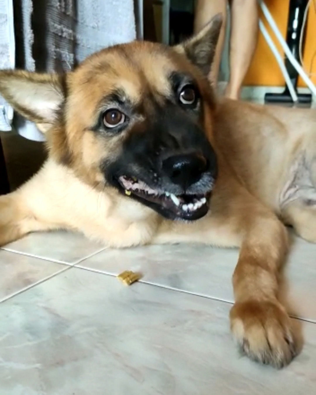 Customer photo review of arrr Dental Chew