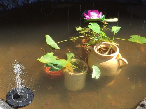 Customer photo review of Automatic Solar Fountain