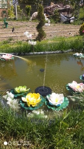 Customer photo review of Automatic Solar Fountain