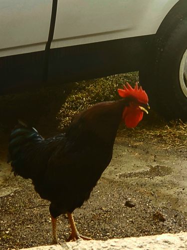 Customer photo review of The Devil Whispered...Bring Tacos OG T-Shirt