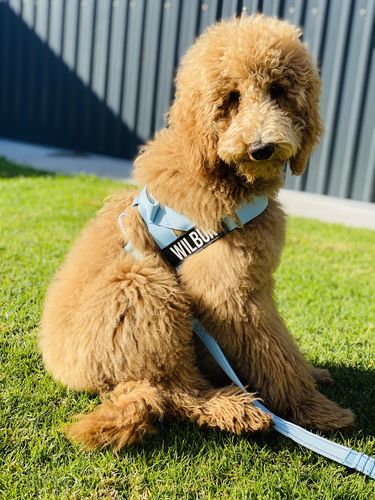 Customer photo review of DF Co. Sky Blue Dog Harness