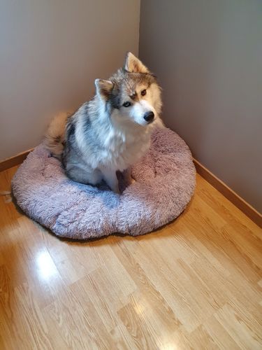 Customer photo review of Lit Apaisant Comfy® |  Pour Chien et Chat