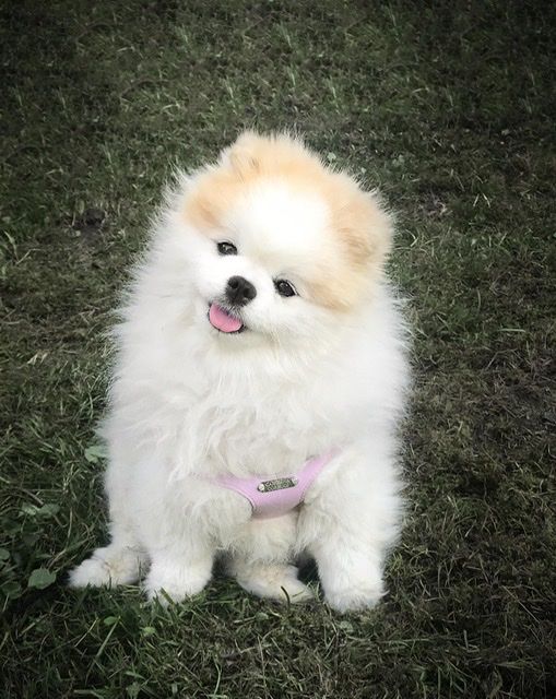 Customer photo review of Aktion Hundekekse - Apfel-Fenchel - 2 mg CBD - Total 740 mg CBD (vegan)