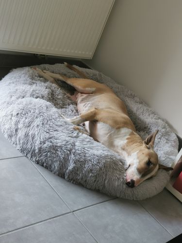 Customer photo review of Lit Apaisant Comfy® |  Pour Chien et Chat