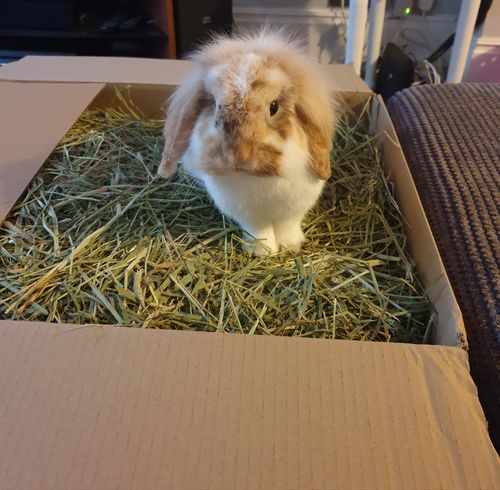 Customer photo review of Timothy Hay Box