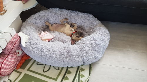 Customer photo review of Lit Apaisant Comfy® |  Pour Chien et Chat