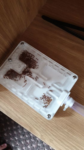 Customer photo review of AntKit Acrylic Nest Series 4 (Size 4)