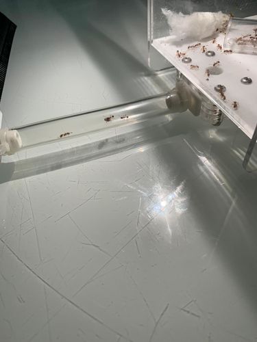 Customer photo review of AntKit Acrylic Arena 1000