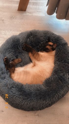 Customer photo review of Lit Apaisant Comfy® |  Pour Chien et Chat