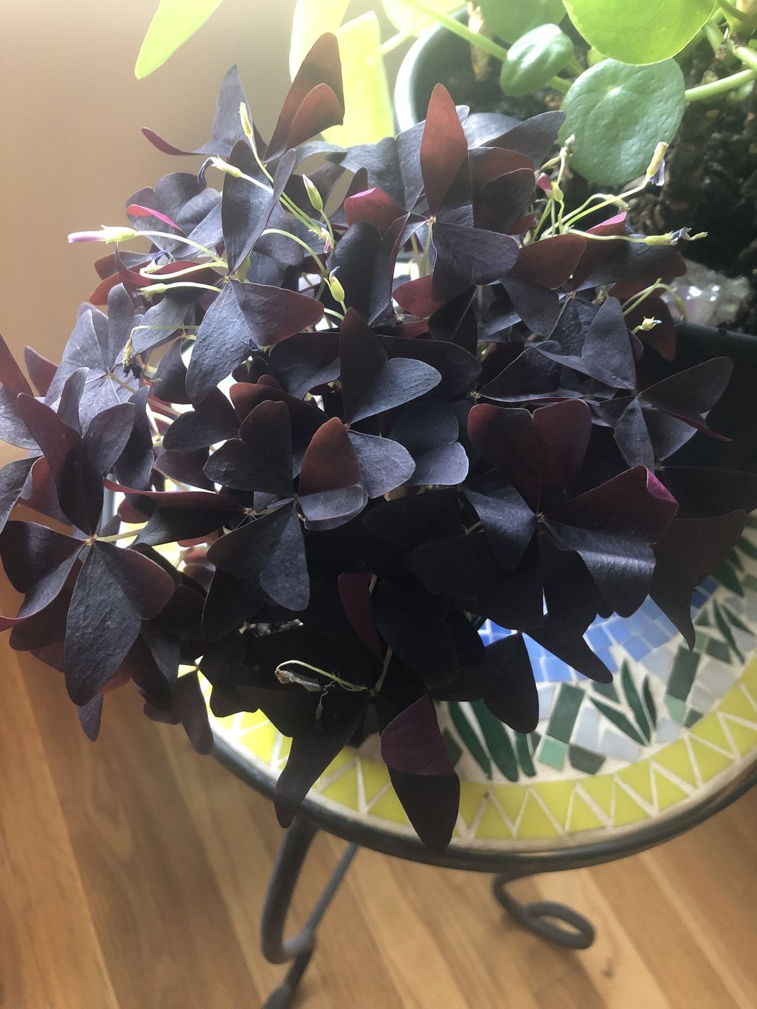Customer photo review of 4" Oxalis Ebony Allure