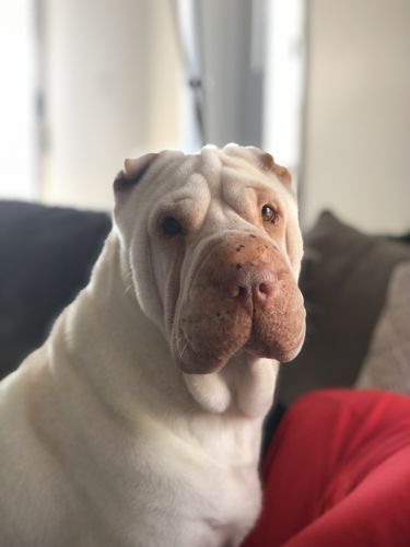 Customer photo review of Tips & Toes - Nose and Paw Balm