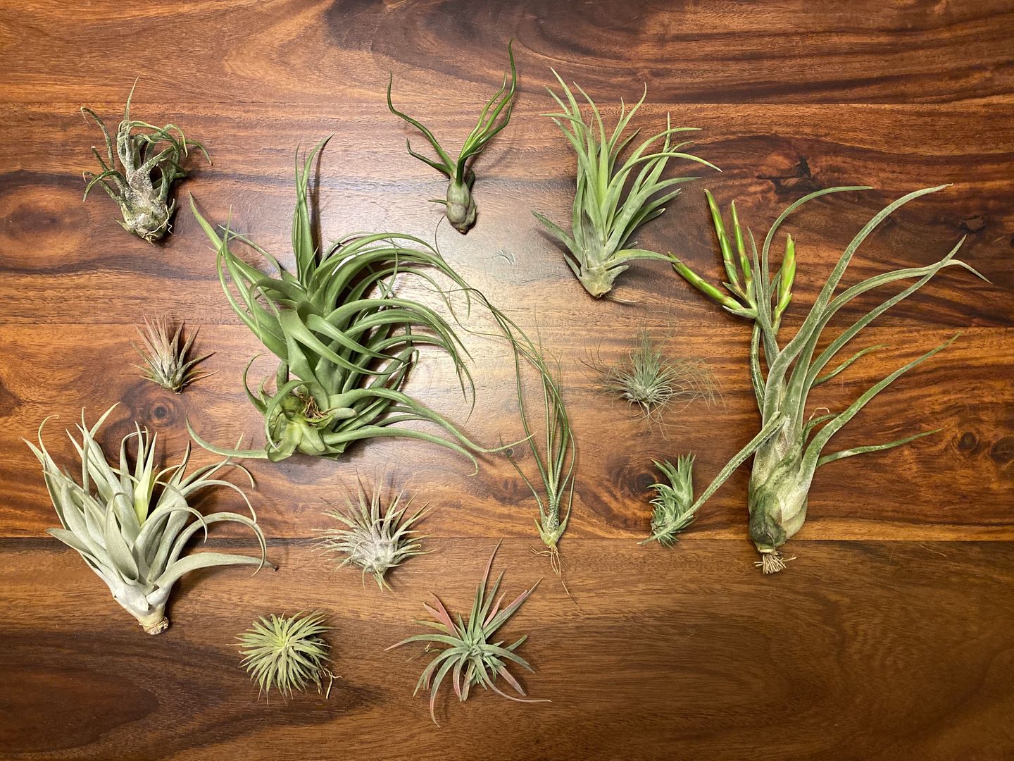 Customer photo review of 10 Pack Premium Air Plants Mix  *Cannot Be Shipped Internationally*