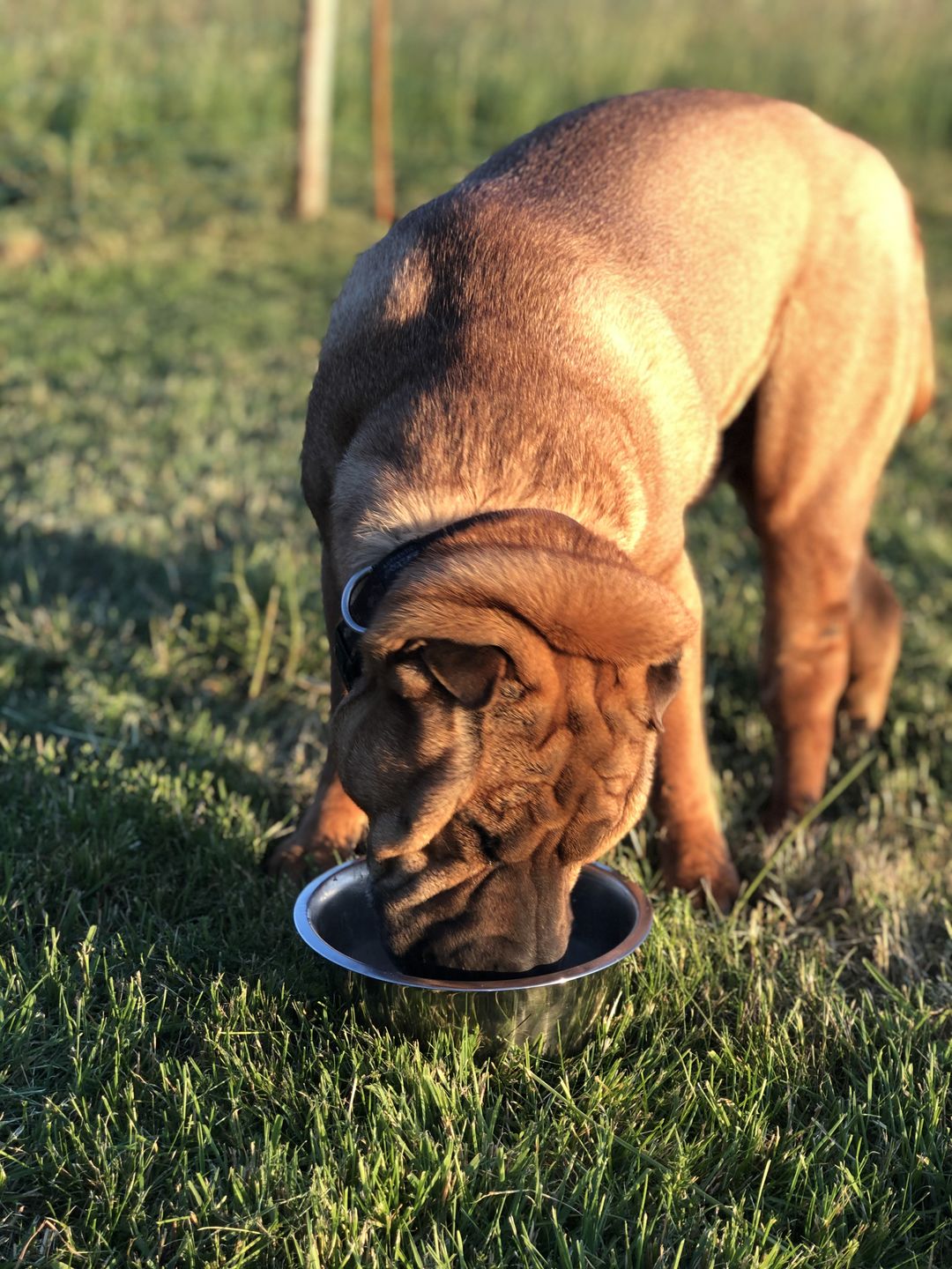 Customer photo review of Lamm Gemischt 500g  pro Wurst nur 8.90.-  "Tiefgekühlt"