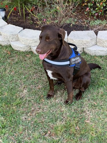 Customer photo review of Lifetime Warranty Personalized NO PULL Dog Harness (FREE Shipping)