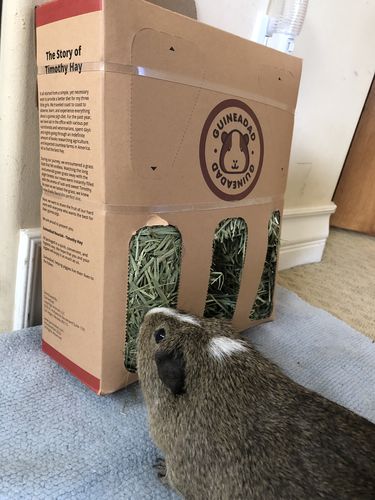 Customer photo review of GuineaDad Nourish Series - Timothy Hay (3 Pack)